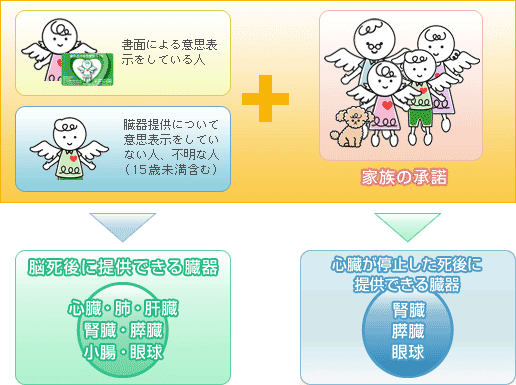 臓器移植について 長崎県腎臓バンク 公益財団法人 長崎県健康事業団